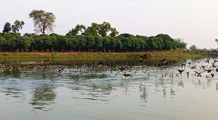 রাণীশংকৈল রামরাই দীঘিতে অতিথি পাখির মেলা, দর্শনার্থীদের ভীড়