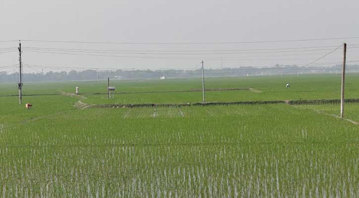 কেন্দুয়ায় বোরো ধানের বাম্পার ফলনের সম্ভাবনা, কৃষকের মুখে হাসি