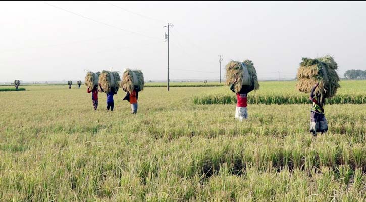 চলনবিলে ধান কাটার মহোৎসব চলছে