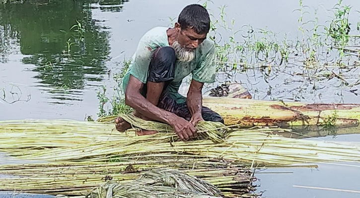 নান্দাইলে পাটের আঁশ ছাড়ানো, ধোয়া ও শুকানোর কাজে ব্যস্ত কৃষক