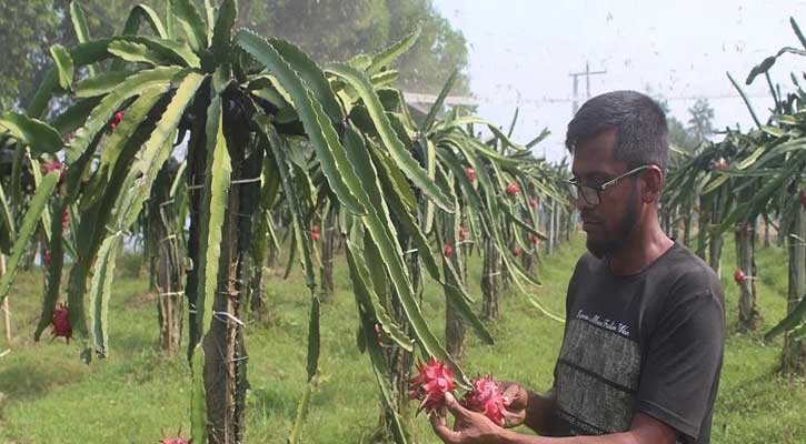 ব্রাহ্মণবাড়িয়ার হাবিবুর রহমান ঠিকাদারি ছেড়ে ড্রাগন চাষ