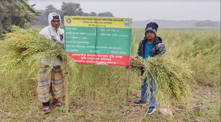 বোয়ালমারীতে সরিষার বাম্পার ফলন, কৃষকের মুখে হাসি