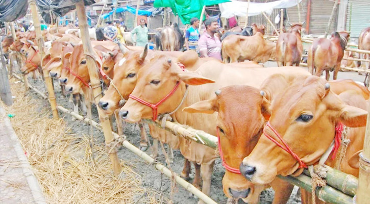 এক লাখ কোটি টাকার কোরবানির অর্থনীতি