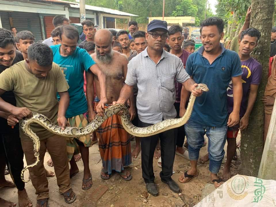 শ্রীমঙ্গলে একদিনের ব্যবধানে ধরা পড়লো অজগর