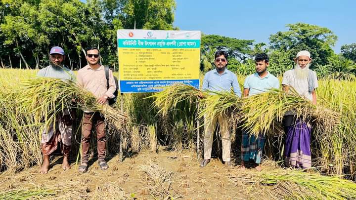 নান্দাইলে কমিউনিটি বীজ উৎপাদন প্রদর্শনীর শস্য কর্তন