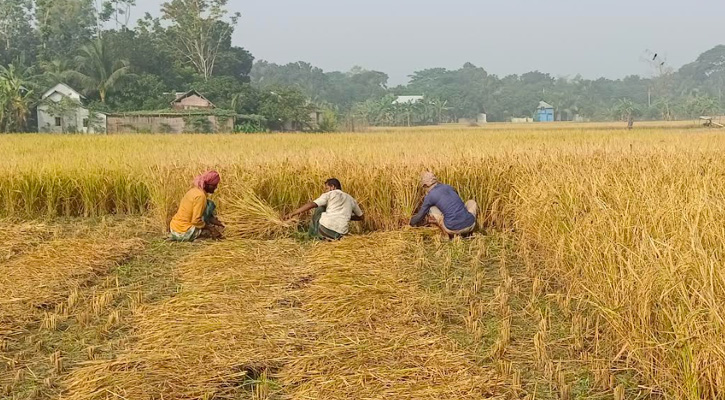 সদরপুরে রোপা আমনের ফলন বৃদ্ধি হলে ও   দাম নিয়ে আশংঙ্কা কৃষকের