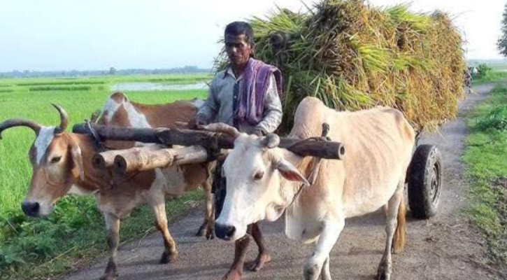 নড়াইলে আধুনিকতার ছোঁয়ায় গ্রামবাংলার ঐতিহ্যবাহী গরুর গাড়ি বিলুপ্তপ্রায়