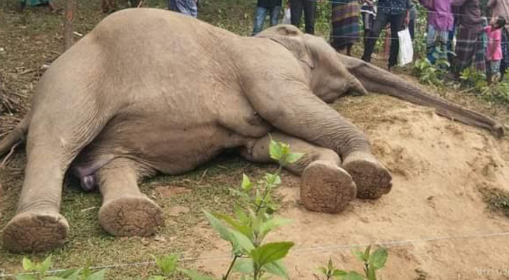 নালিতাবাড়ীতে ধানক্ষেতে বন্যহাতির মৃত্যু : আটক-১