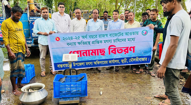 জুড়ীতে বন্যায় ক্ষতিগ্রস্ত মৎস্য চাষীদের মাঝে মাছের পোনা বিতরণ