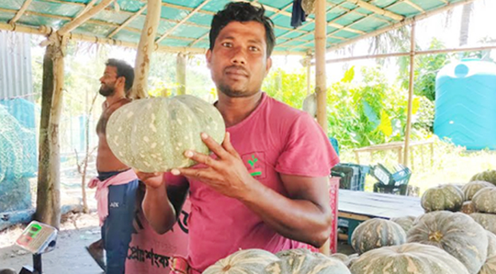 কোটালীপাড়ায় মিষ্টি কুমড়ায় কৃষকের মুখে হাসি