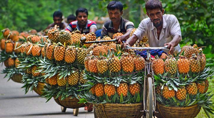 দেশজুড়ে খ্যাতি কুড়াচ্ছে সুস্বাদু আনারস