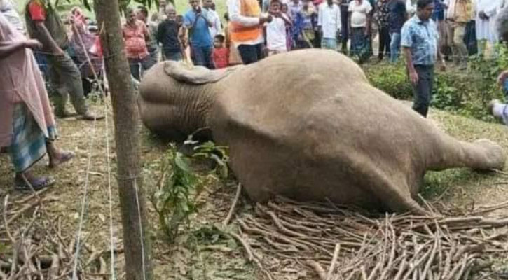 শেরপুরে বিদ্যুৎস্পৃষ্ট হয়ে একটি বন্যহাতির মৃত্যু