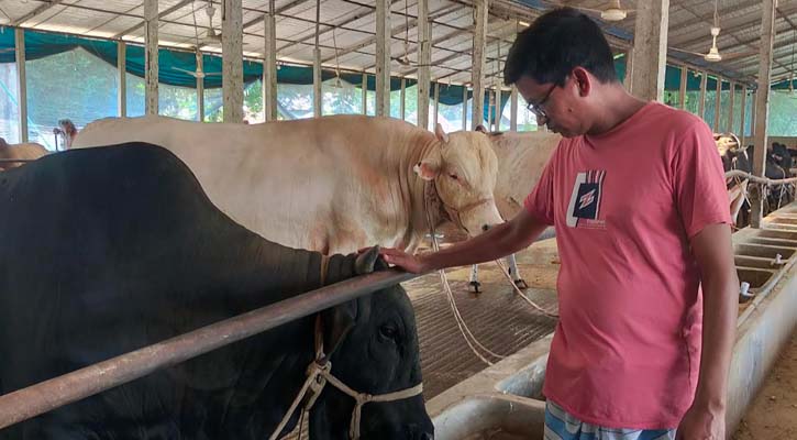 আবু তালিব ফকিরের স্বপ্নের গরুর খামার