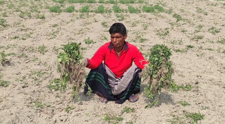 জমির বিরোধে ক্ষতিগ্রস্ত বর্গাচাষীদের আলু গাছ উপড়ে ফেলেছে প্রতিপক্ষ