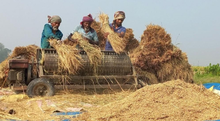 উল্লাপাড়ায় রোপা আমন ধান কাটা শুরু