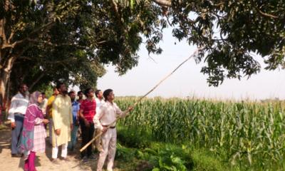 বাজারে আসছে নাটোরের প্রসিদ্ধ মিষ্টি আম