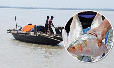 ১৩ অক্টোবর থেকে ২২ দিন ইলিশ ধরা নিষিদ্ধ