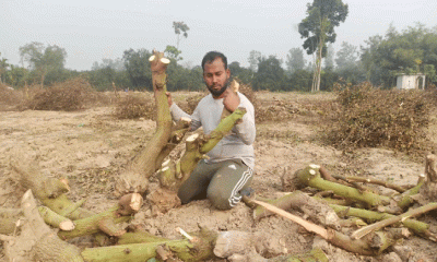 কৃষিতে জাতীয় পুরস্কার প্রাপ্ত পারভেজের বাগানে হামলা, অর্ধকোটি টাকার ক্ষয়ক্ষতি