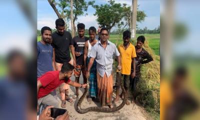 শ্রীমঙ্গলে ধান ক্ষেত থেকে ধরা পড়লো ১০ ফুট লম্বা অজগর