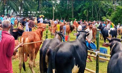 ক্রেতার চাহিদা ছোট গরুর, বিপাকে বড় গরুর বিক্রেতারা