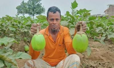 সাদুল্লাপুরে বেগুনচাষে ভাগ্যে বদলের স্বপ্ন কৃষক সোলায়মানের