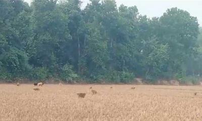 খাবারের সন্ধানে জঙ্গল ছেড়ে লোকালয়ে বানর