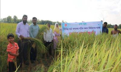 বালিয়াডাঙ্গীতে ব্রি ধান-১০৩ এর নমুনা শস্য কর্তন