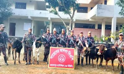 কুড়িগ্রামে বিজিবি কর্তৃক ভারতীয় চারটি গরু উদ্ধার