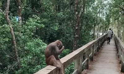 সুন্দরবনে আবারও মাথাচাড়া দিয়েছে দস্যুরা