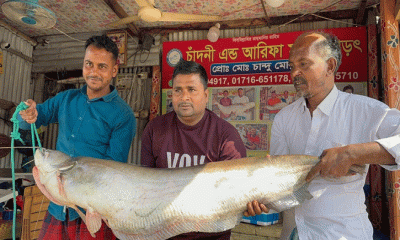 পদ্মার ১৮ কেজির বোয়াল ৫২ হাজার টাকায় বিক্রি