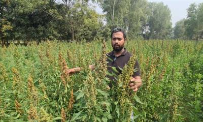 নিয়ামতপুরে সুপার ফুড কিনোয়া চাষে সফলতা পেয়েছেন আবু জাফর