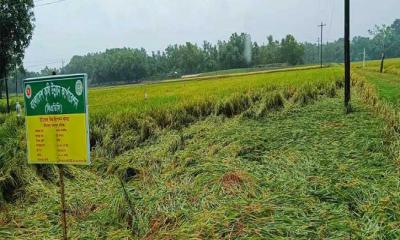 বীজ উৎপাদন কেন্দ্রসহ প্রায় ৬৫ হেক্টর ফসলি জমির ক্ষতির আশঙ্কা