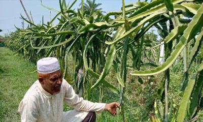 কোটচাঁদপুরে ড্রাগন গাছ কাটলো দূর্বৃত্তরা, থানায় অভিযোগ চাষির