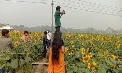 শেরপুরে সূর্যমুখী বাগানে ৫০ টাকার টিকিটে সেলফি তুলতে দর্শনার্থীদের ভিড়