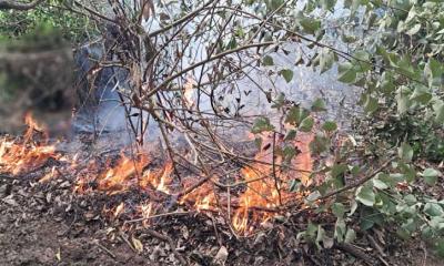 সুন্দরবনের একাধিক অংশে আগুন, বিপাকে ফায়ার সার্ভিস ও বন বিভাগ