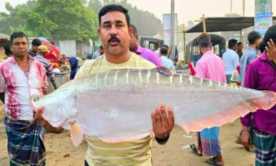 পদ্মার এক চিতল ২২ হাজার টাকায় বিক্রি