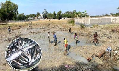 ভরা মৌসুমেও দেশি মাছের আকাল কমলগঞ্জে