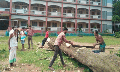 শ্রীপুরে বিদ্যালয়ের দেড়’শ বছরের পুরনো গাছ বিক্রির অভিযোগ প্রভাবশালীদের বিরুদ্ধে