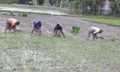 পর্যাপ্ত বৃষ্টি না থাকায়, আমন চারা রোপণে বিপাকে কৃষক