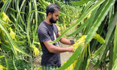 সহপাঠীর গল্প শুনে ড্রাগন চাষে উদ্বুদ্ধ, বছরে আয় চার লাখ টাকা