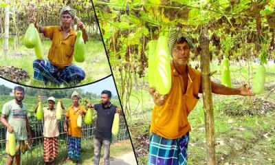 দেশীয় পদ্ধতিতে কোনো প্রকার কীটনাশক ছাড়াই লাউ চাষে সফল ‘মজিদ বক্স’