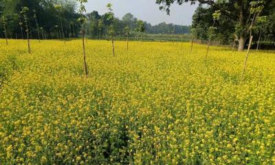 সরিষা ফুলের হলুদে ছেয়ে গেছে ফসলের মাঠ