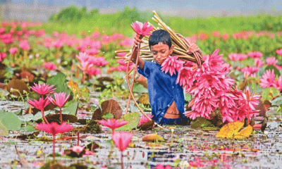 ঘুরে আসুন গোপালগঞ্জ লাল শাপলার বিল