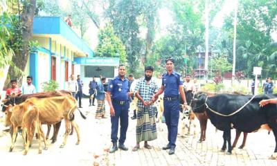 বগুড়ায় বিএনপি নেতার ঘর থেকে চুরির ১৩ গরু উদ্ধার