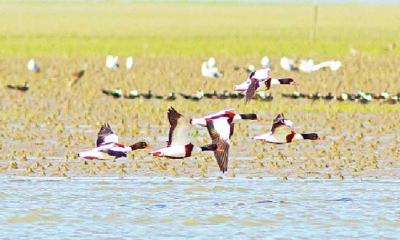 প্রকৃতি থেকে বিপন্ন জলচর পাখিরা 