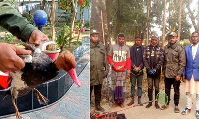 টাঙ্গুয়ার হাওরে বুনো হাঁস-পাখি শিকারের অপরাধে তিনজনকে আটক