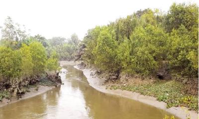 চিতলমারীতে গড়ে উঠছে মিনি সুন্দরবন: অপার সম্ভাবনার অঙ্গীকার