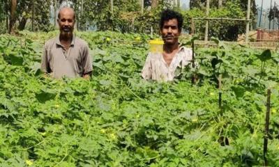 ধনবাড়ীতে মাচা পদ্ধতিতে করলা চাষে বাম্পার ফলন