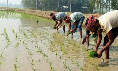 উল্লাপাড়ায় বোরো ধানের আবাদ শুরু