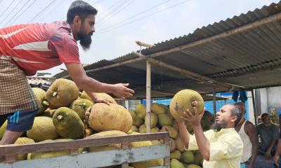 শ্রীপুরে কাঁঠালের বাম্পার ফলন